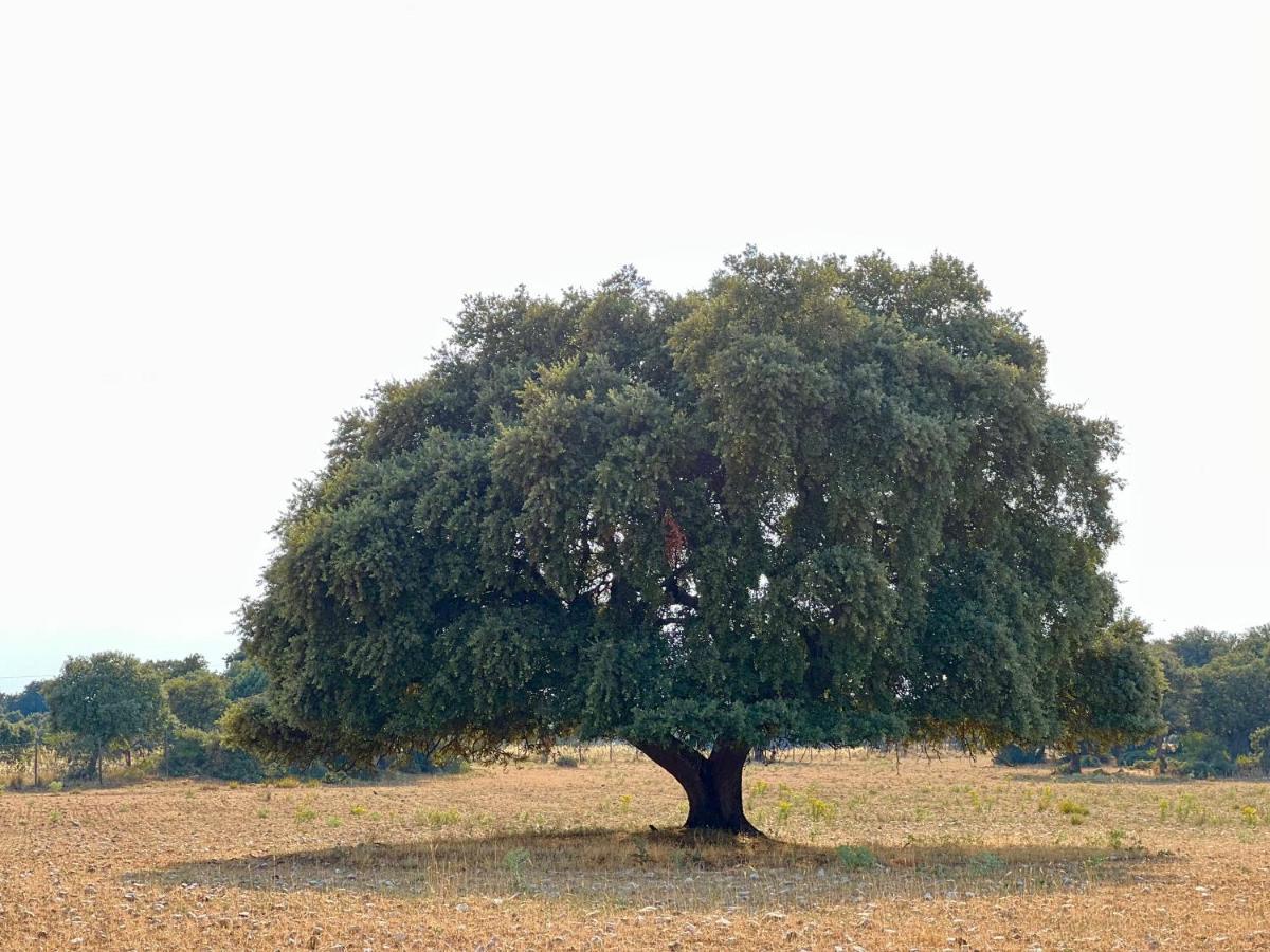 Casa La Colmena Ávila מראה חיצוני תמונה